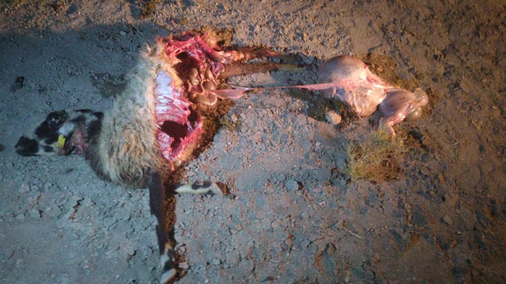 حمله گرگ به گوسفندان عشایر در کربال
