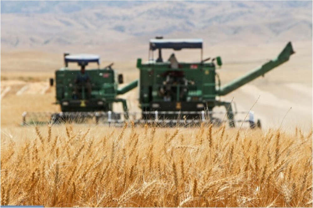 رشد ۱۴۰۰ درصدی تولید گندم در خرامه