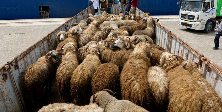 کشف ۱۰۴ رأس گوسفند قاچاق توسط پلیس خرامه